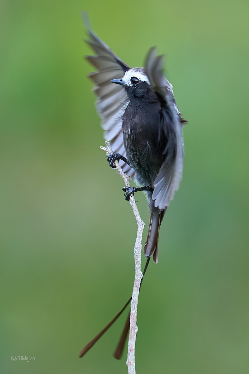 Long-tailed Tyrant - Juan B Mejia Ossa