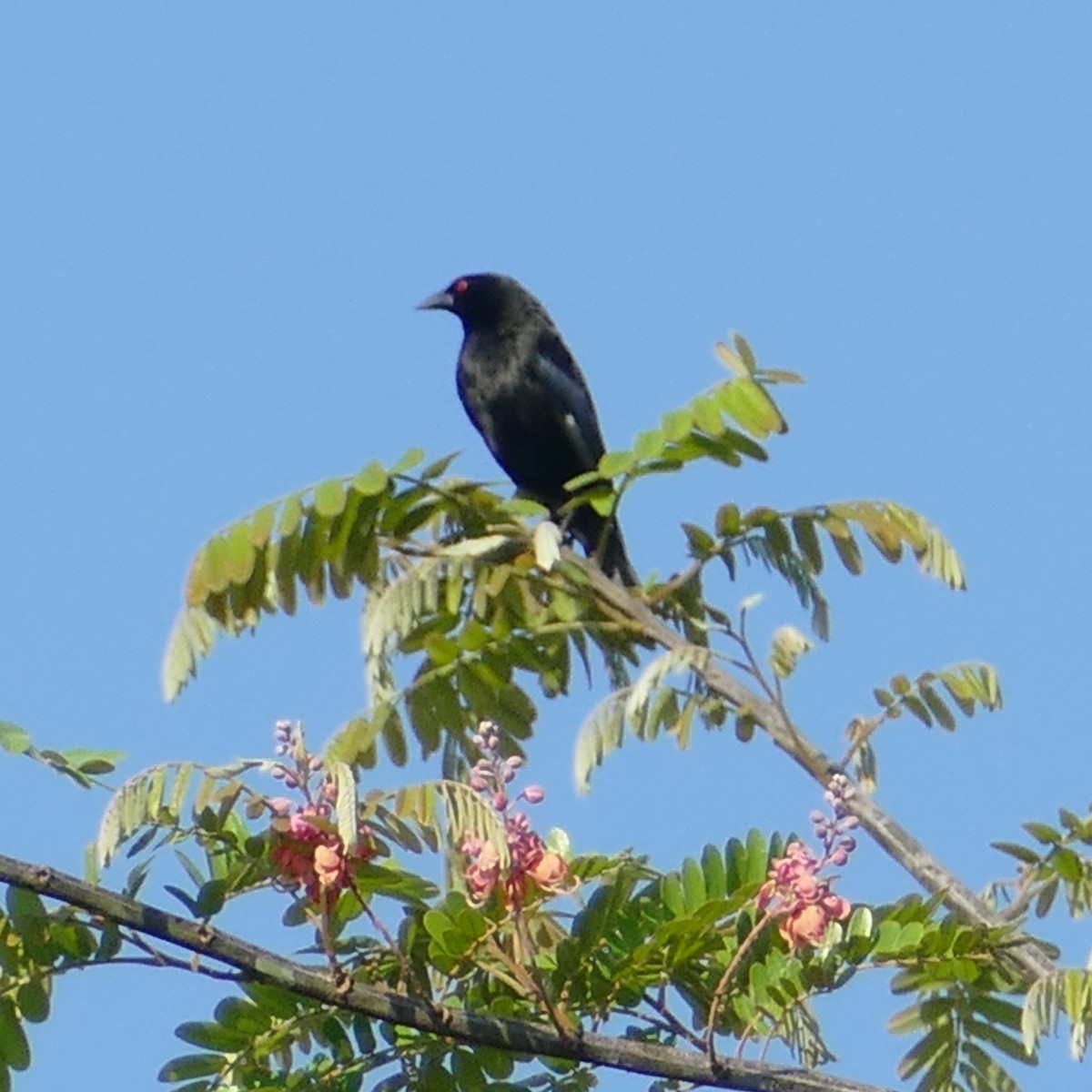 Bronzed Cowbird - Ulrike Schmölzer