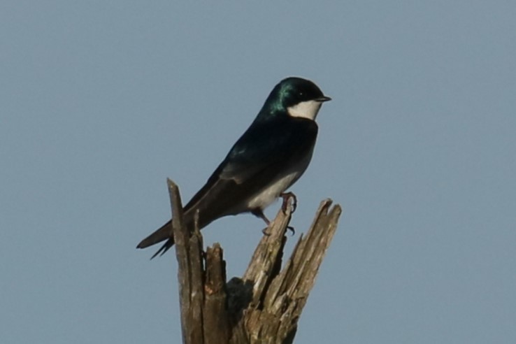 Tree Swallow - ML619528400