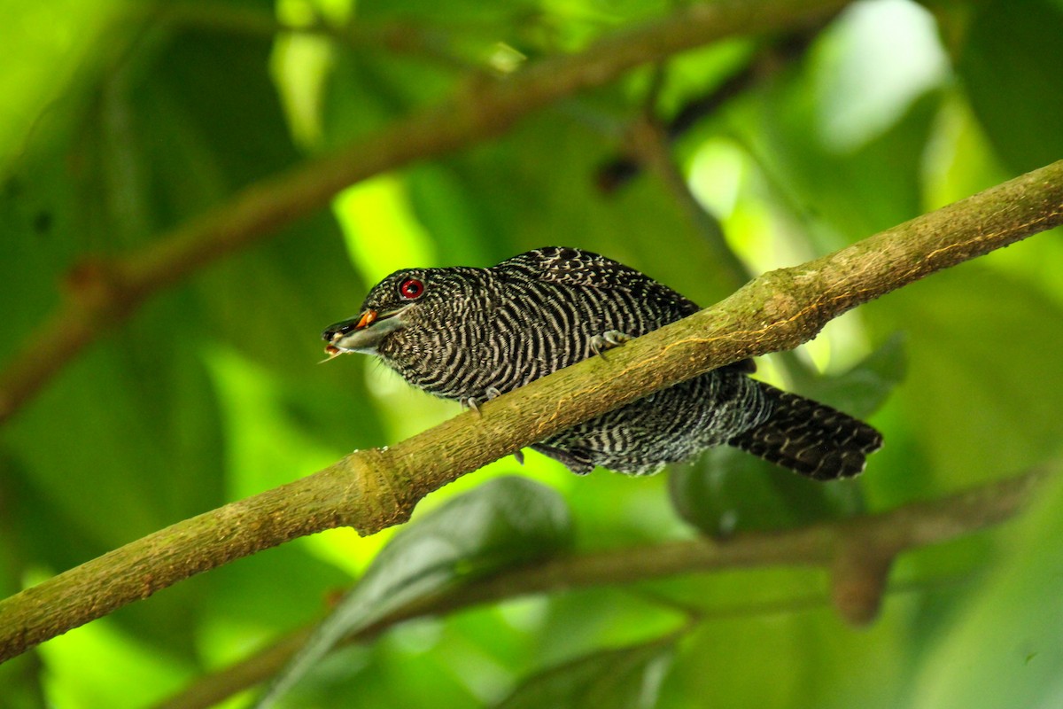 Fasciated Antshrike - Mónica Thurman