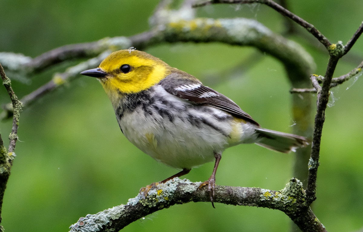 Black-throated Green Warbler - Steve Wagner