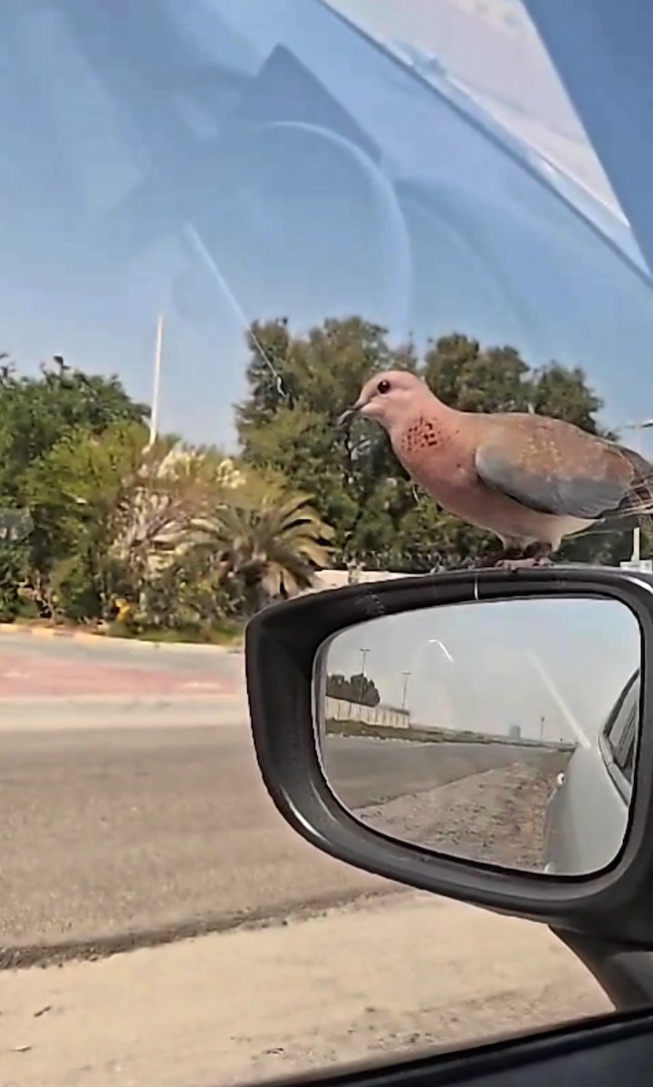 Laughing Dove - Swaheera Backer