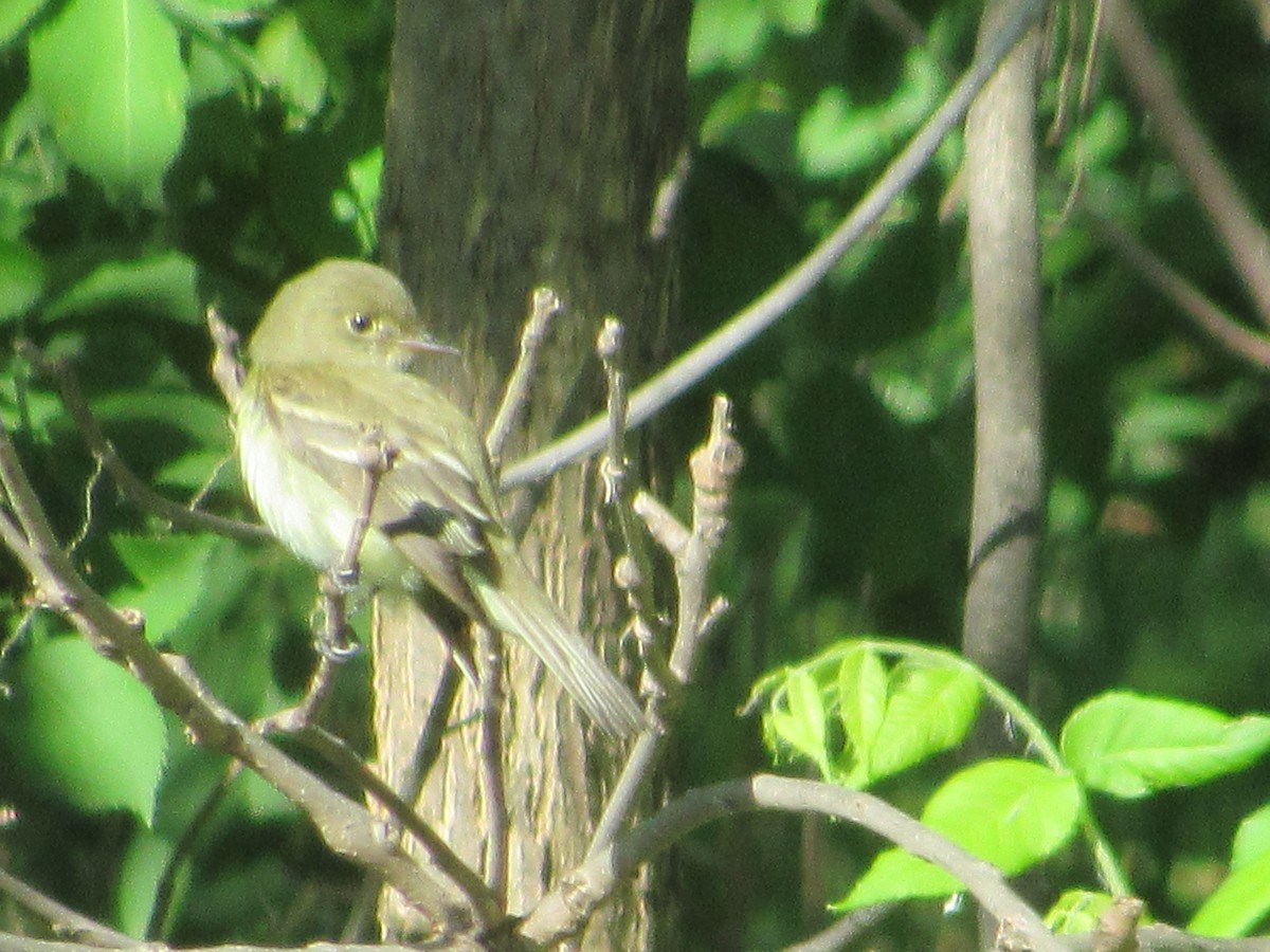 Alder Flycatcher - Eric Bents