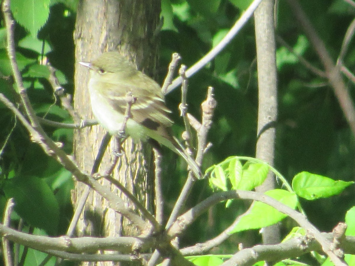 Alder Flycatcher - Eric Bents