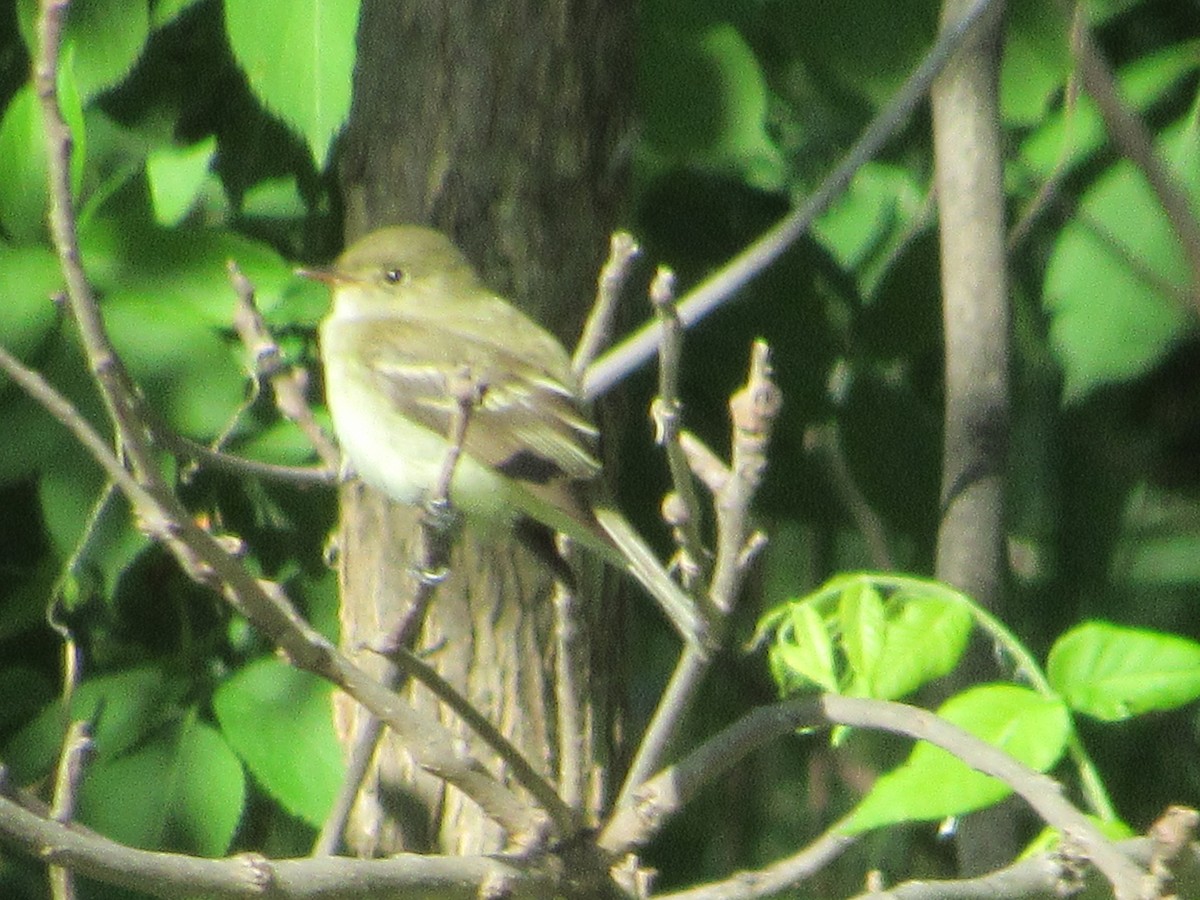 Alder Flycatcher - Eric Bents