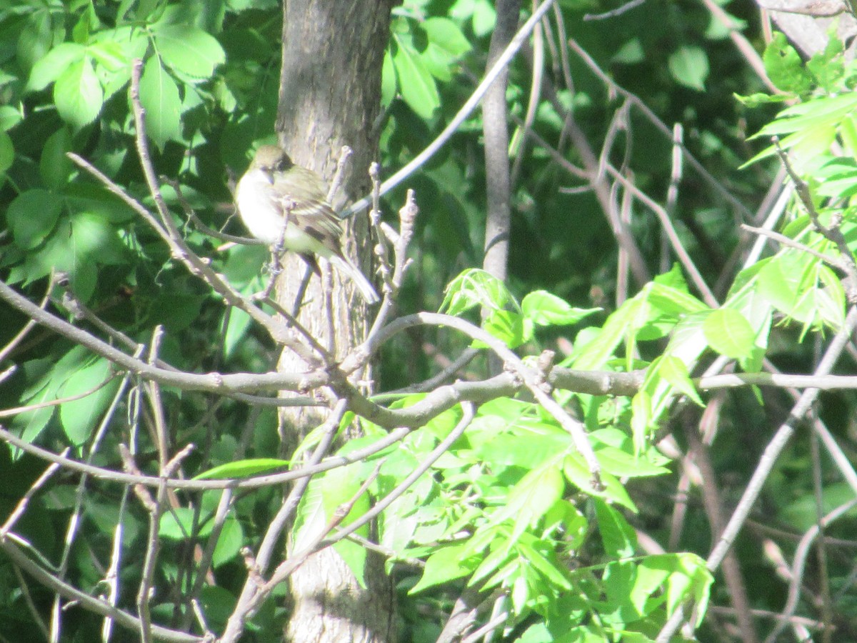 Alder Flycatcher - Eric Bents