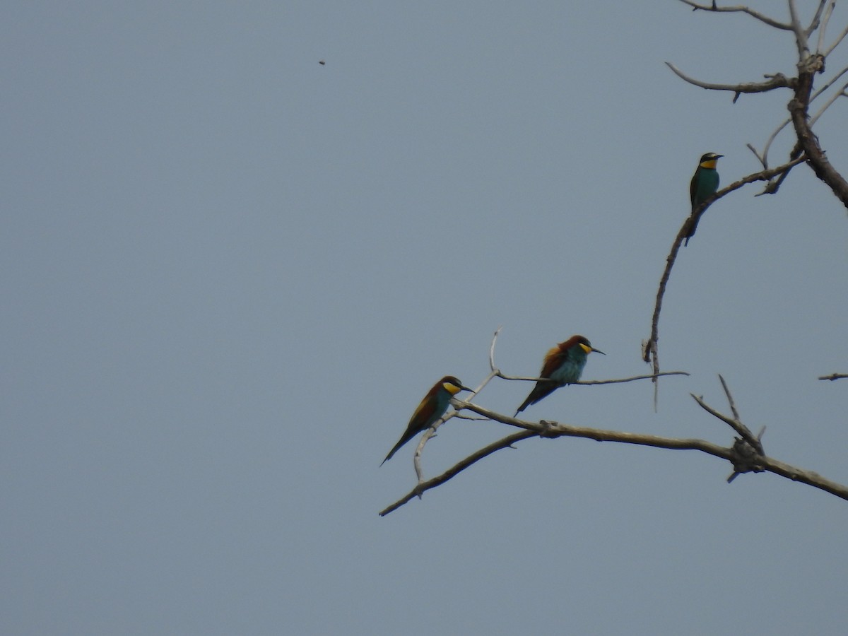 European Bee-eater - George Watola