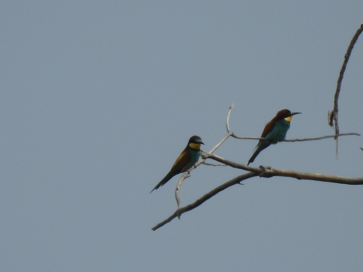 European Bee-eater - George Watola