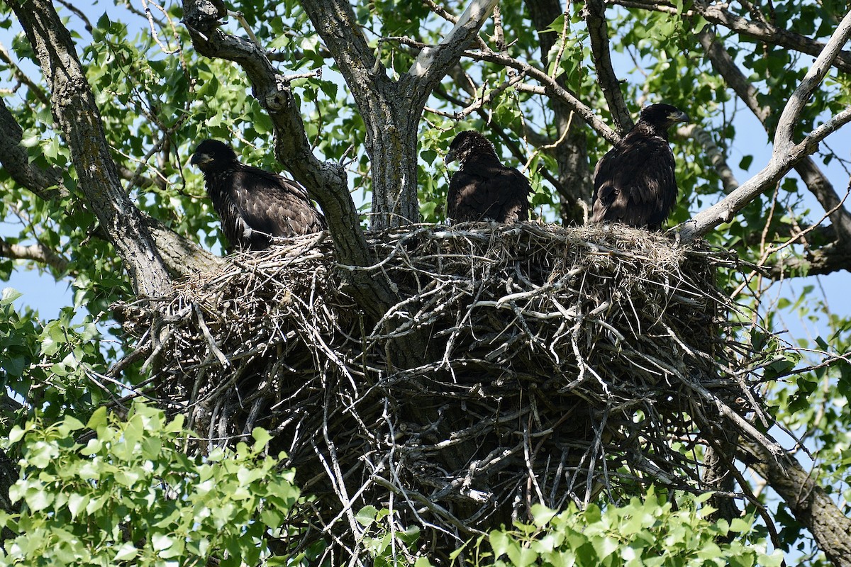 Bald Eagle - ML619528419