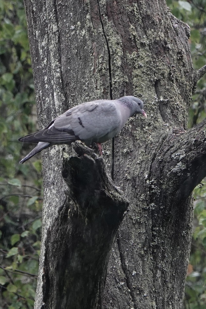 Stock Dove - David Oulsnam