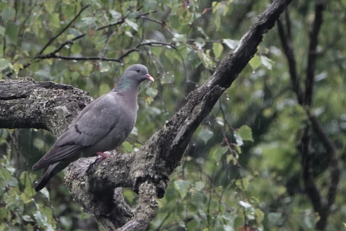 Stock Dove - ML619528424