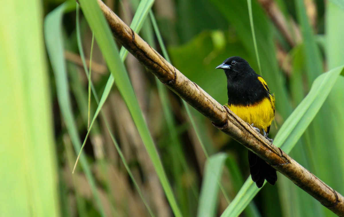 Black-cowled Oriole - ML619528426