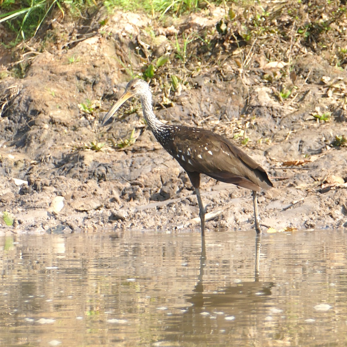 Limpkin - Ulrike Schmölzer