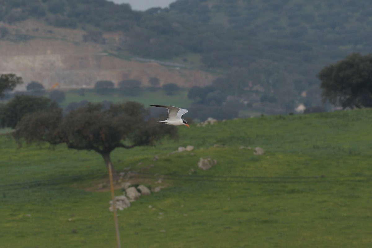 Caspian Tern - Jorge  Safara