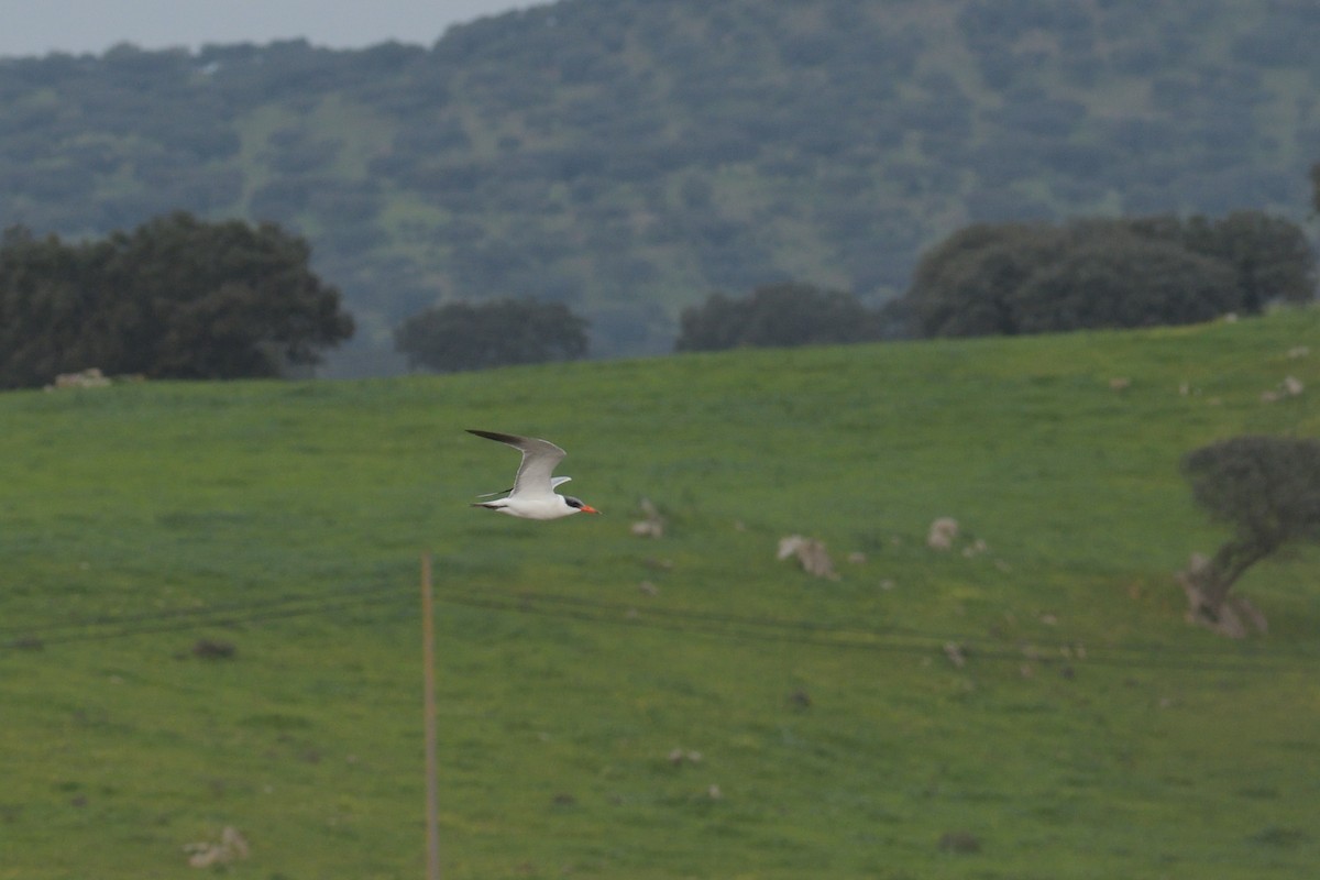 Caspian Tern - Jorge  Safara