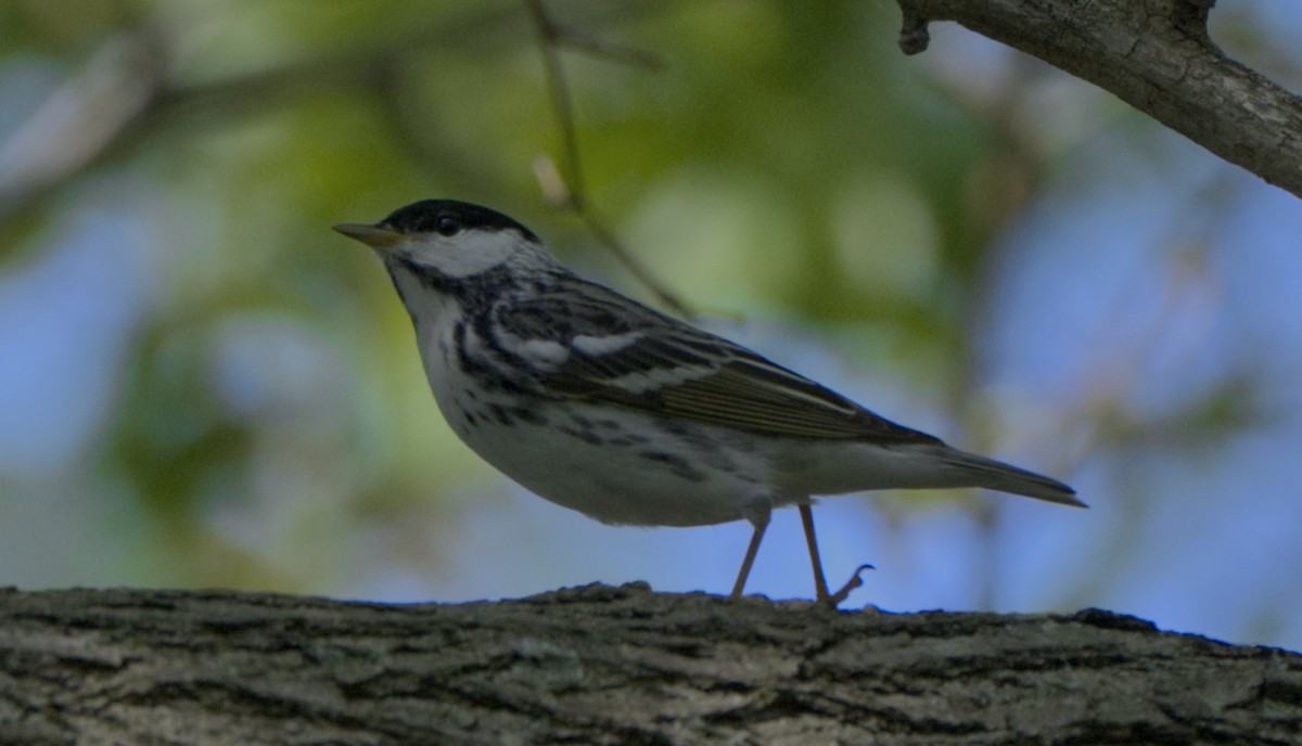 Blackpoll Warbler - Steve Wagner