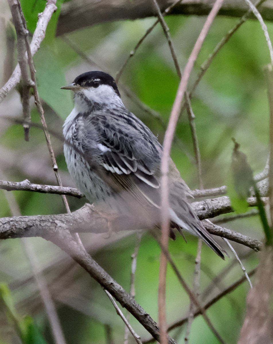 Blackpoll Warbler - Steve Wagner