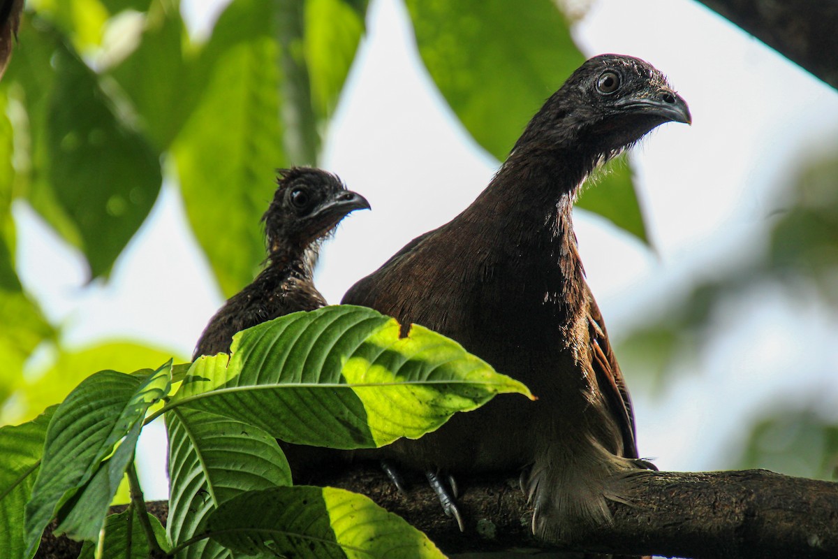 Gray-headed Chachalaca - ML619528441