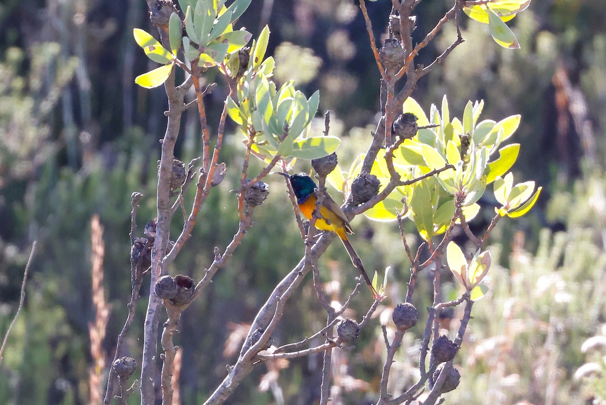 Orange-breasted Sunbird - ML619528454