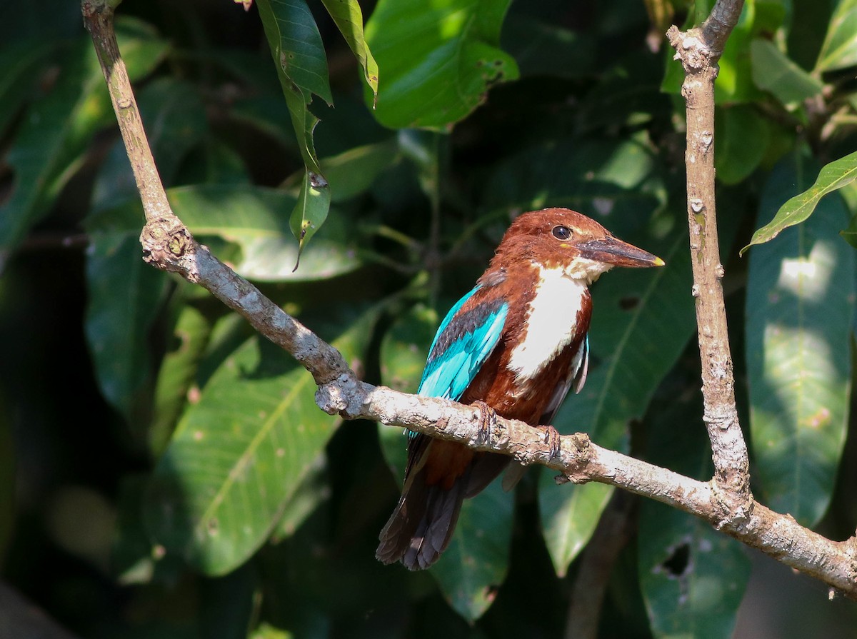 White-throated Kingfisher - Samim Akhter