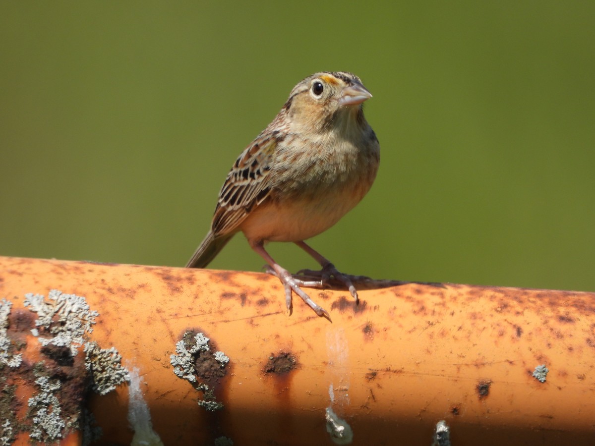 Grasshopper Sparrow - Emily Williams