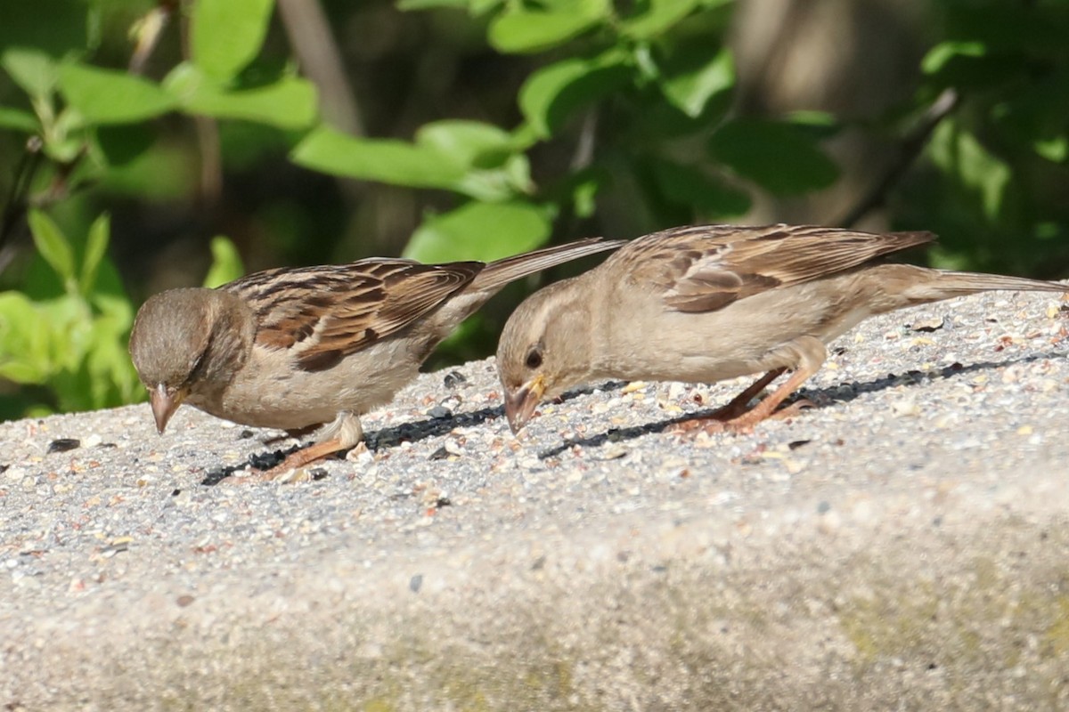 House Sparrow - michael vedder