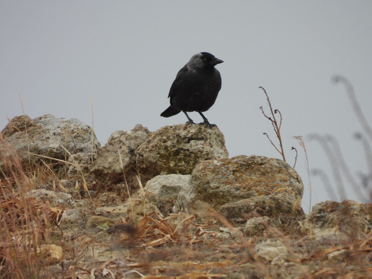 Eurasian Jackdaw - ML619528461