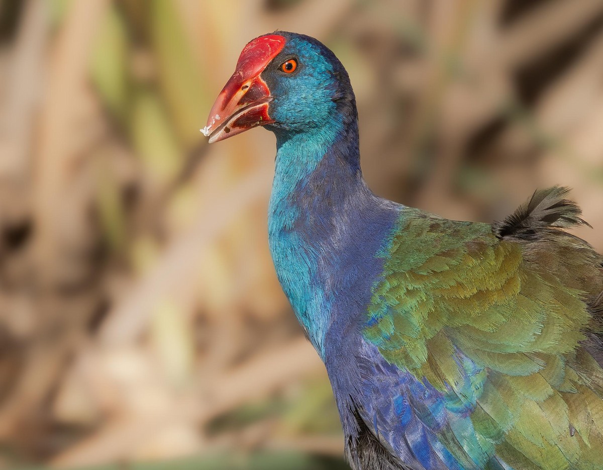 African Swamphen - Adam Buckham