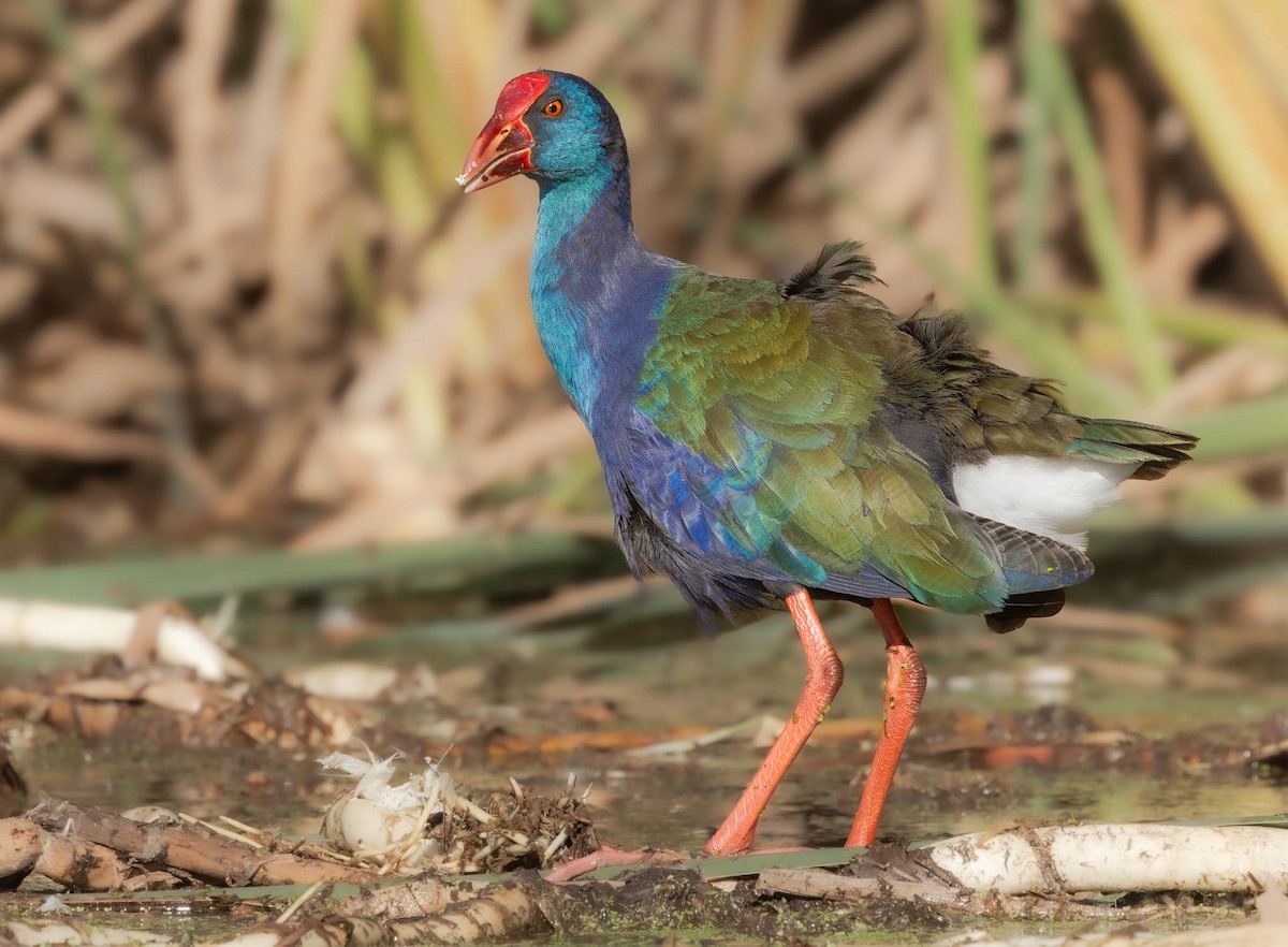 African Swamphen - ML619528463