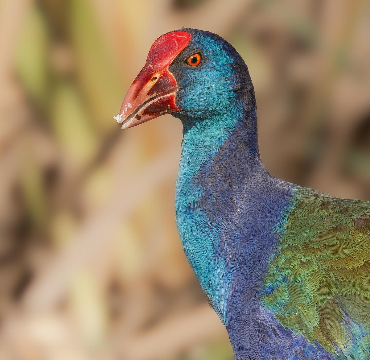 African Swamphen - Adam Buckham