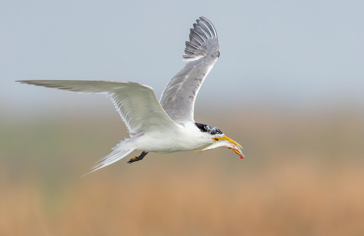 Great Crested Tern - Adam Buckham