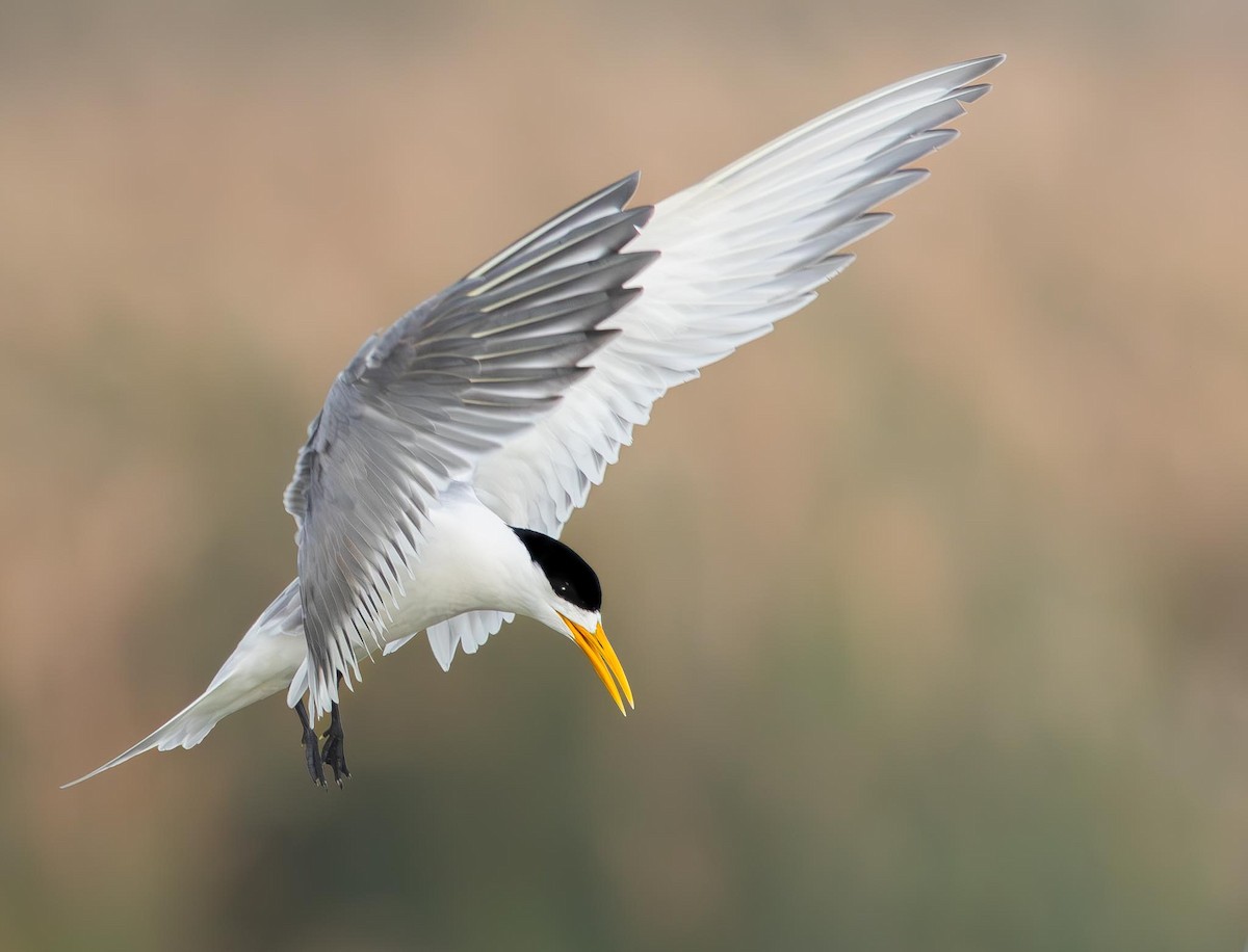 Great Crested Tern - Adam Buckham