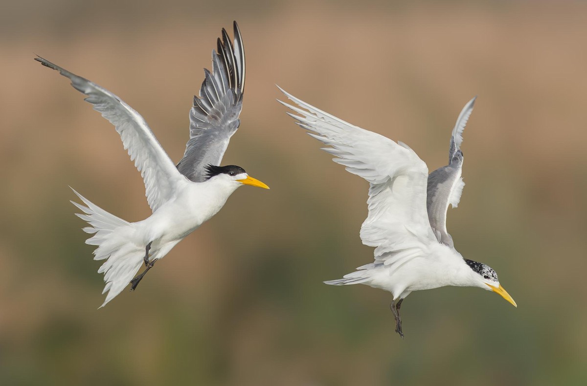 Great Crested Tern - Adam Buckham