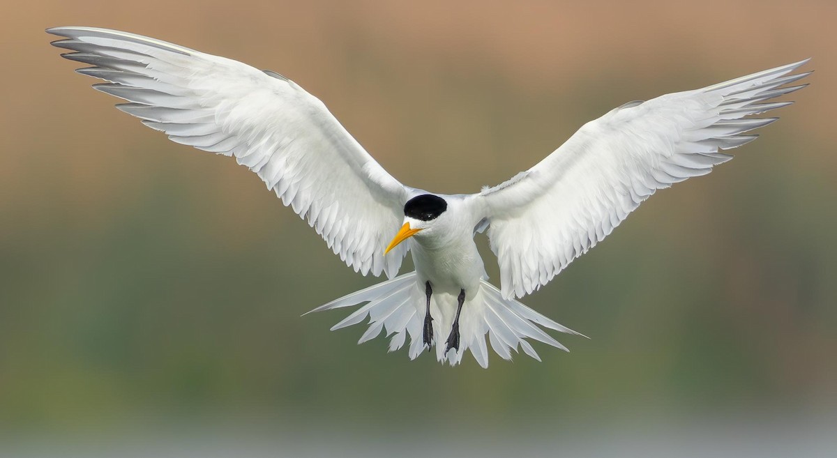 Great Crested Tern - Adam Buckham