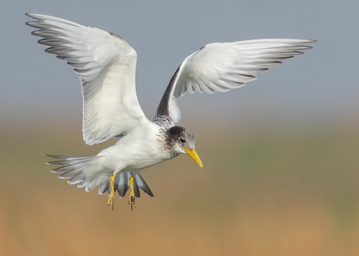 Great Crested Tern - Adam Buckham