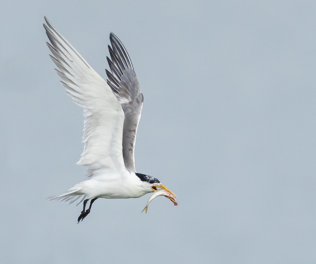 Great Crested Tern - Adam Buckham