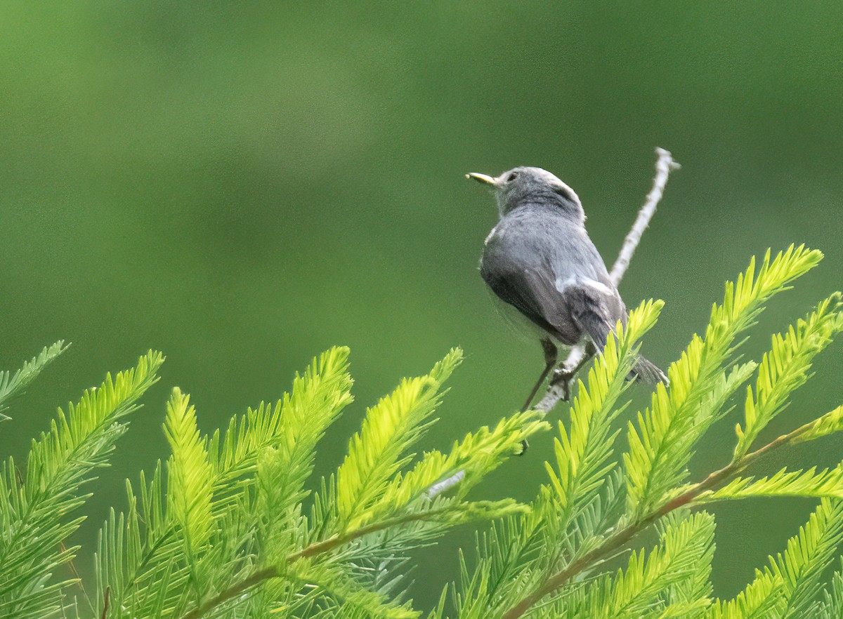 Blue-gray Gnatcatcher - Pat Tomsho