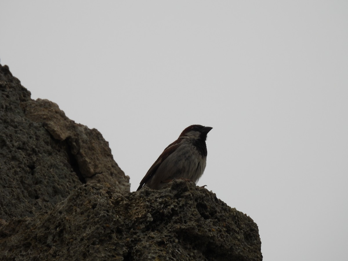 House Sparrow - ML619528480