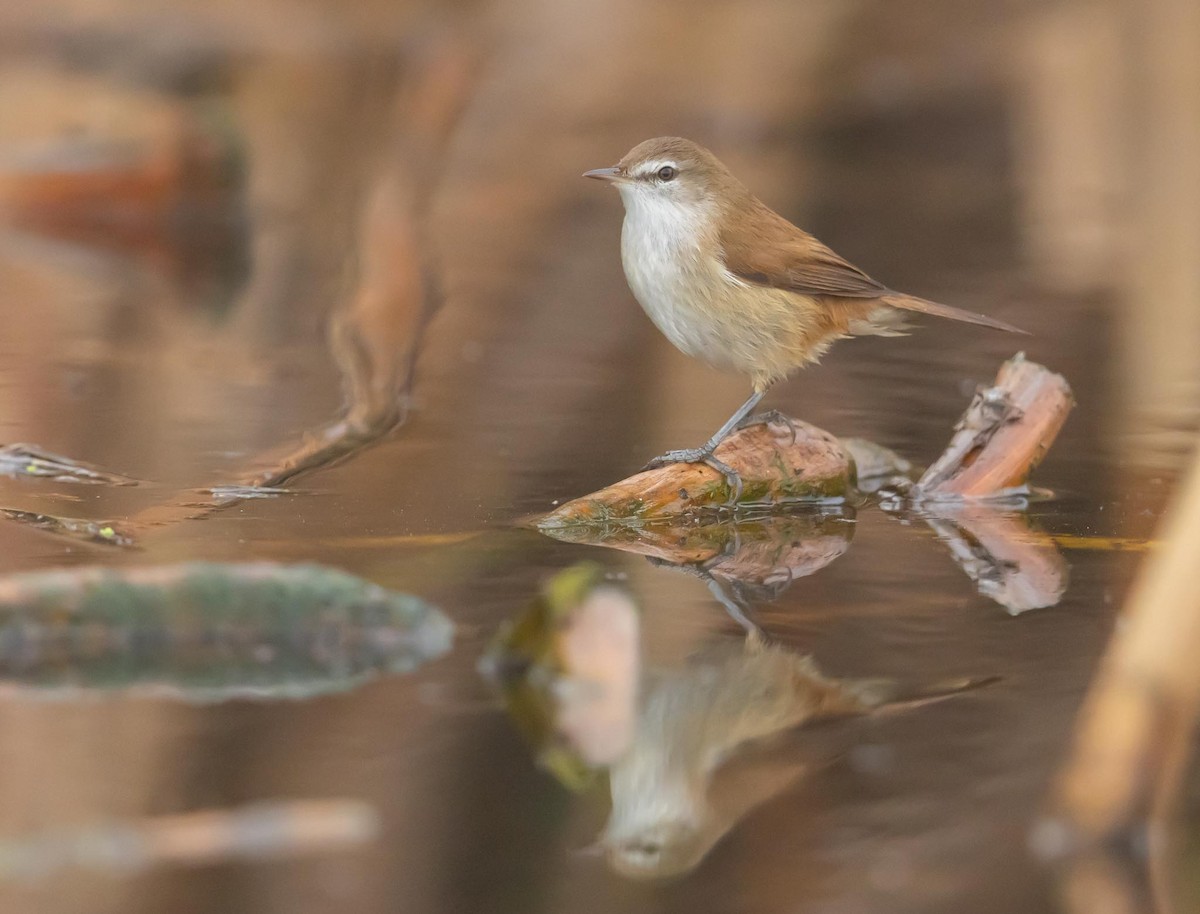 Lesser Swamp Warbler - Adam Buckham