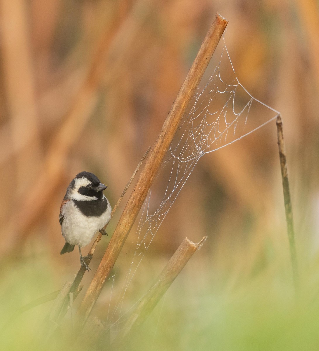 Cape Sparrow - Adam Buckham