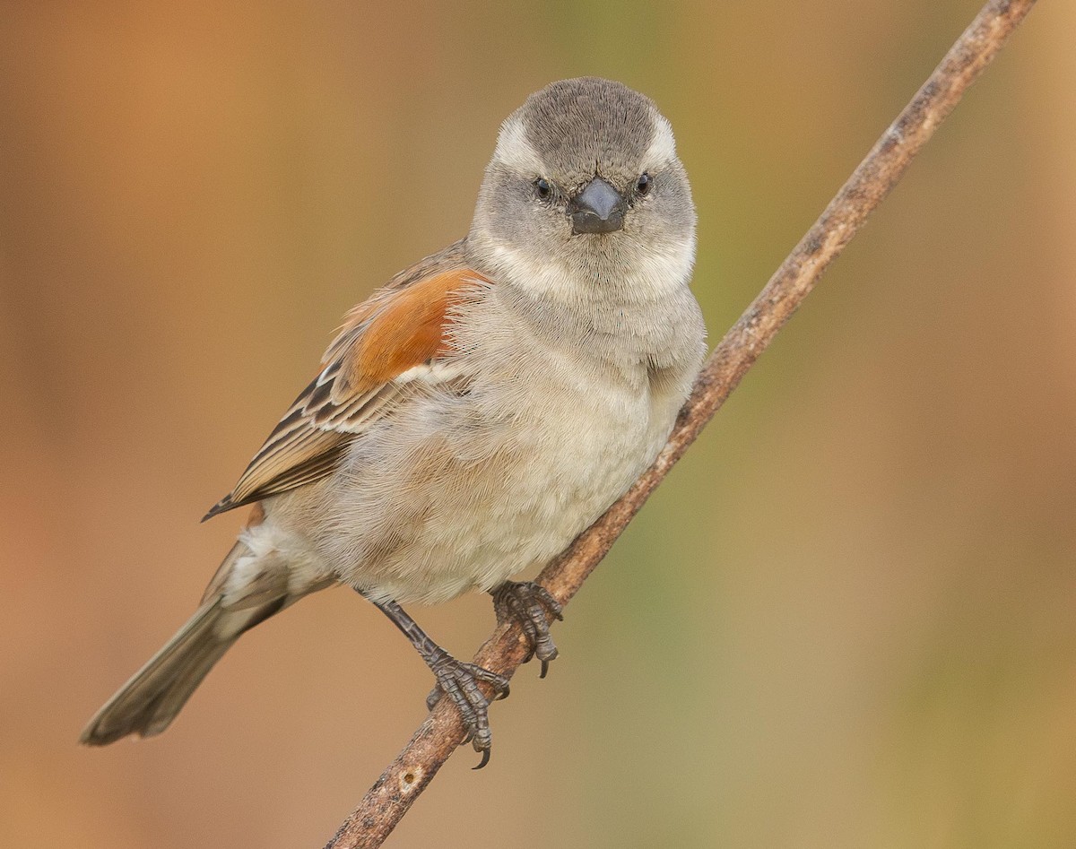 Cape Sparrow - Adam Buckham