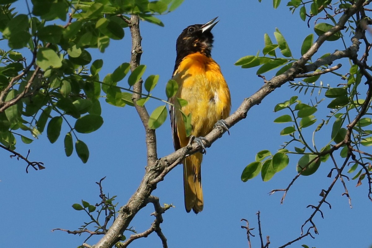 Baltimore Oriole - michael vedder