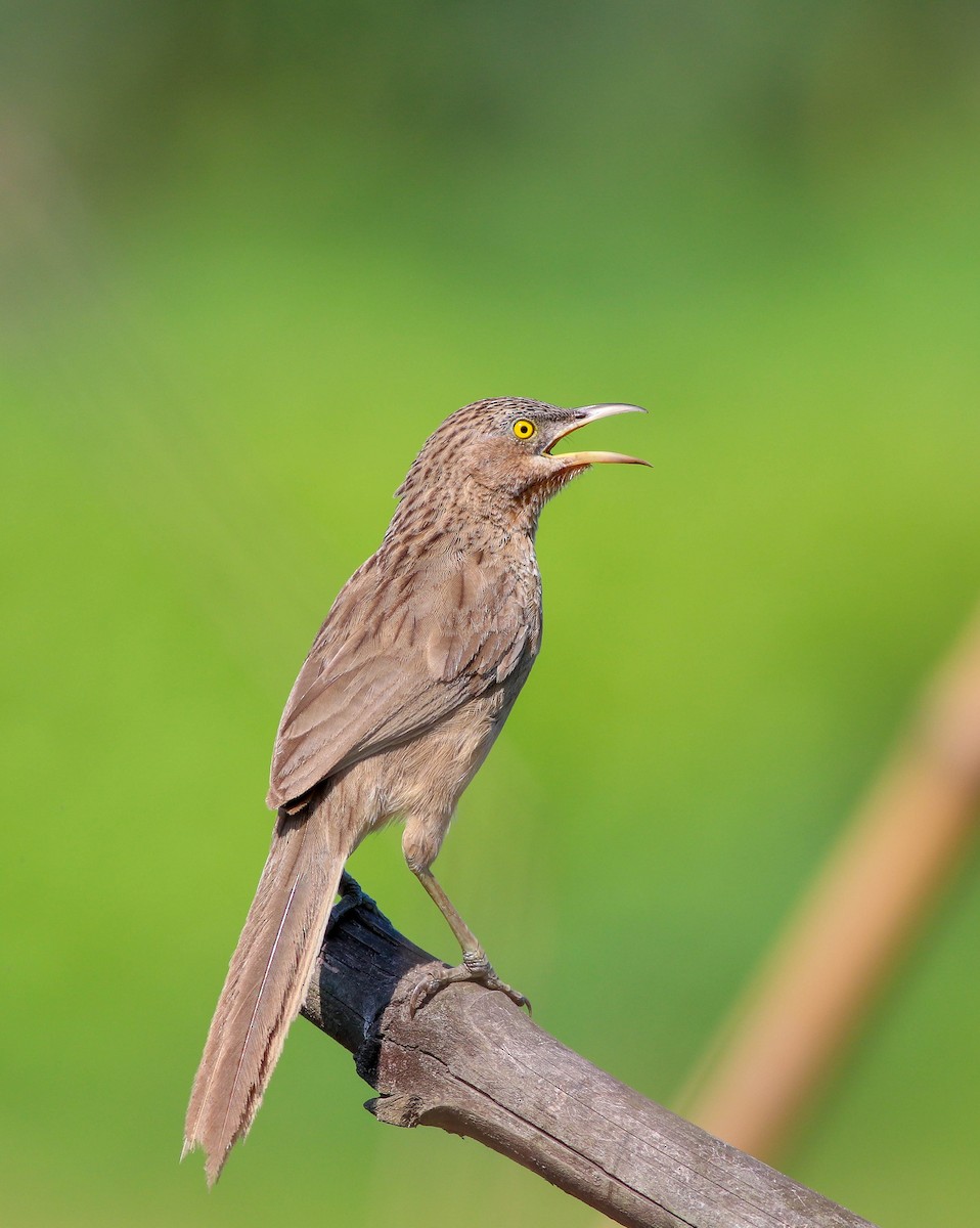 Striated Babbler - Samim Akhter