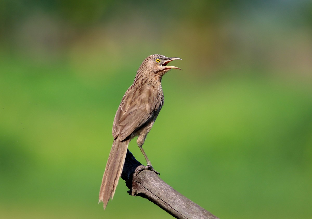 Striated Babbler - Samim Akhter