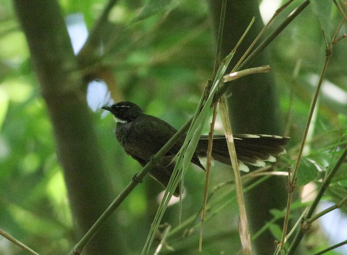 White-throated Fantail - Samim Akhter