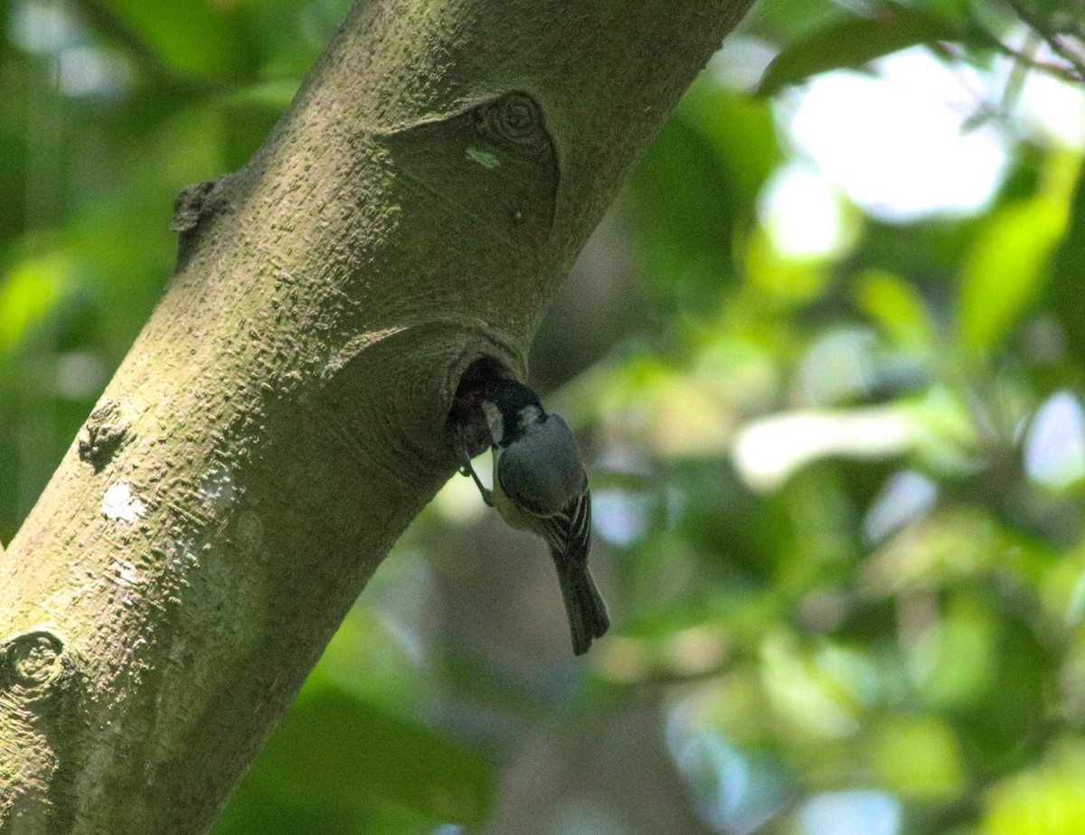 Cinereous Tit - Samim Akhter