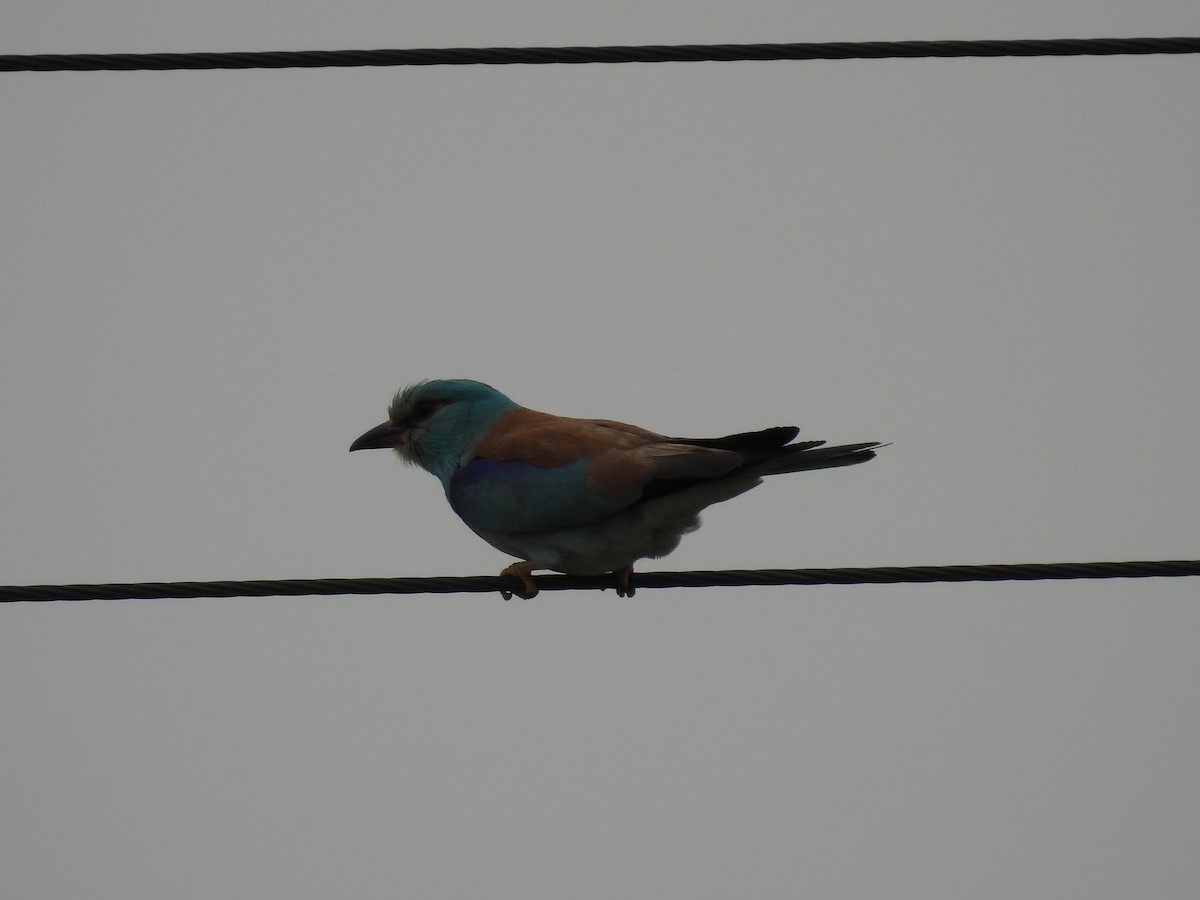 European Roller - George Watola