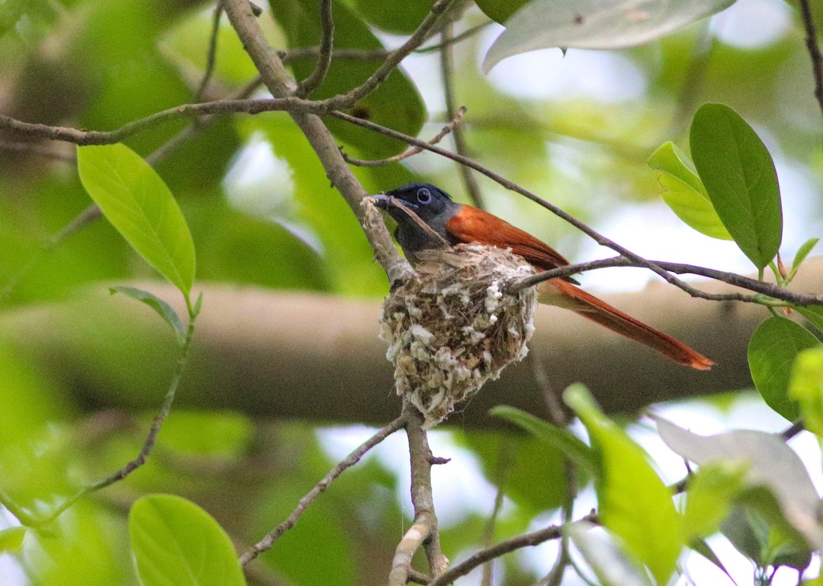 Indian Paradise-Flycatcher - ML619528521