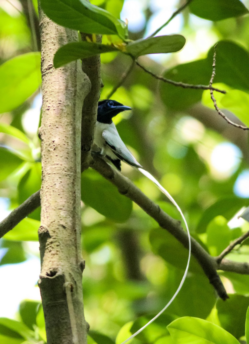 Indian Paradise-Flycatcher - ML619528522