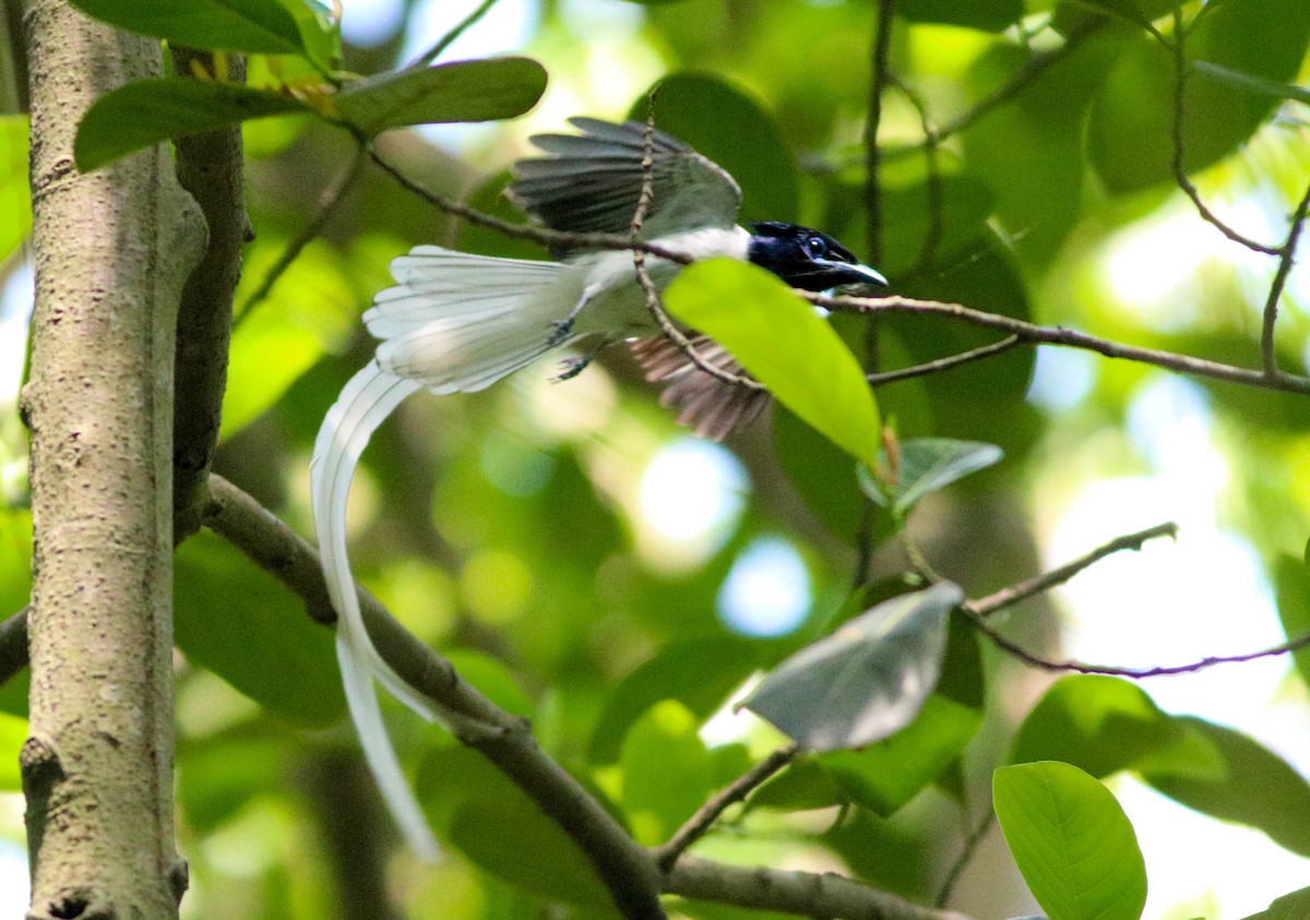 Indian Paradise-Flycatcher - ML619528523